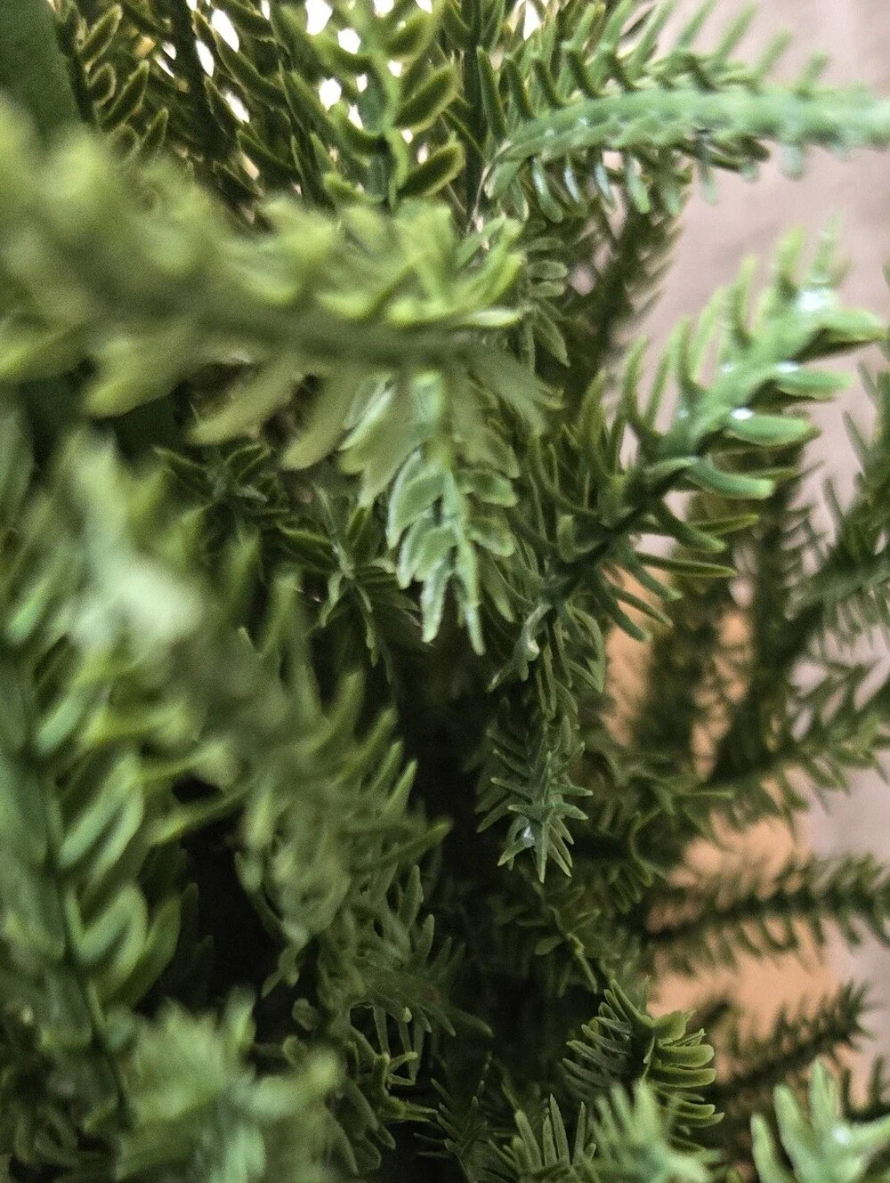 Christmas Norfolk Pine Branches. Set of 6. NWT.